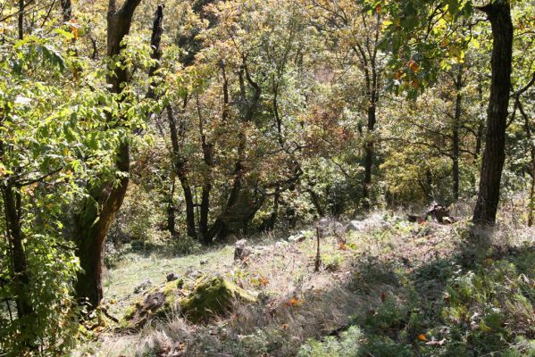 Zvolen, 16.10.2014
Neresnica, lesostep v suťovém lese nad dolinou potoka Burzovo.
Klíčová slova: Zvolen Neresnica Burzovo Javorie