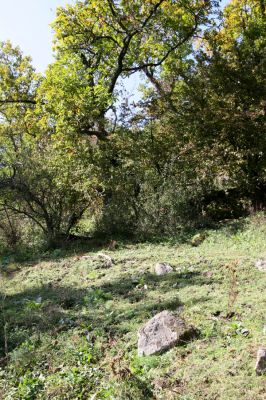 Zvolen, 16.10.2014
Neresnica, lesostep v suťovém lese nad dolinou potoka Burzovo.
Klíčová slova: Zvolen Neresnica Burzovo Javorie