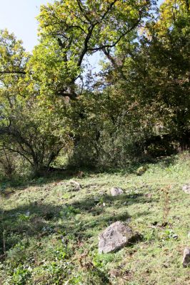 Zvolen, 16.10.2014
Neresnica, lesostep v suťovém lese nad dolinou potoka Burzovo.
Mots-clés: Zvolen Neresnica Burzovo Javorie