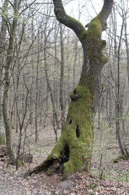 Zvolen, 4.4.2016
Javorie – Veľký vrch.



Klíčová slova: Zvolen Javorie Veľký vrch