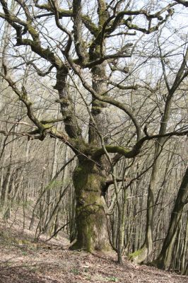 Breziny, 4.4.2016
Javorie - dub v sedle mezi vrchy Vápenná a Varta.



Klíčová slova: Zvolen Javorie Vápenná – Varta sedlo