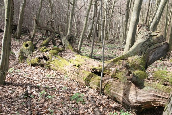 Breziny, 4.4.2016
Javorie – padlý dub v sedle mezi vrchy Vápenná a Varta.



Klíčová slova: Zvolen Javorie Vápenná – Varta sedlo