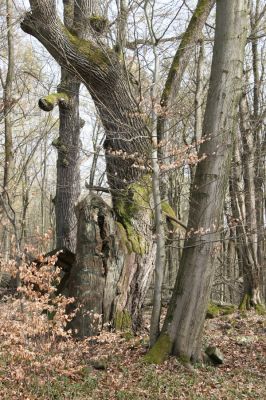 Zvolen, 4.4.2016
Mezi Veľkým vrchem a Pokorenou.



Schlüsselwörter: Zvolen Javorie Veľký vrch Pokorená