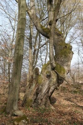 Zvolen, 4.4.2016
Pamětník lepších časů mezi Veľkým vrchem a Pokorenou.


Klíčová slova: Zvolen Javorie Veľký vrch Pokorená