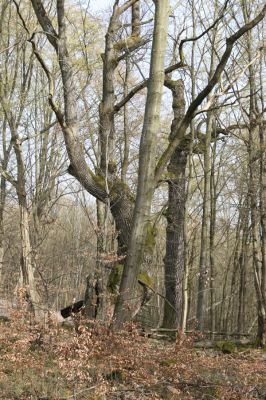 Zvolen, 4.4.2016
Mezi Veľkým vrchem a Pokorenou.



Klíčová slova: Zvolen Javorie Veľký vrch Pokorená