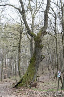 Zvolen, 4.4.2016
Javorie – Veľký vrch.



Klíčová slova: Zvolen Javorie Veľký vrch