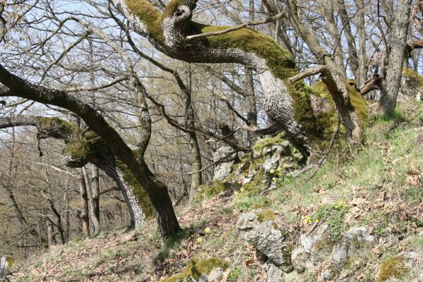 Zvolen, 4.4.2016
Javorie - Pustý hrad, suťový les.



Mots-clés: Zvolen Javorie Pustý hrad