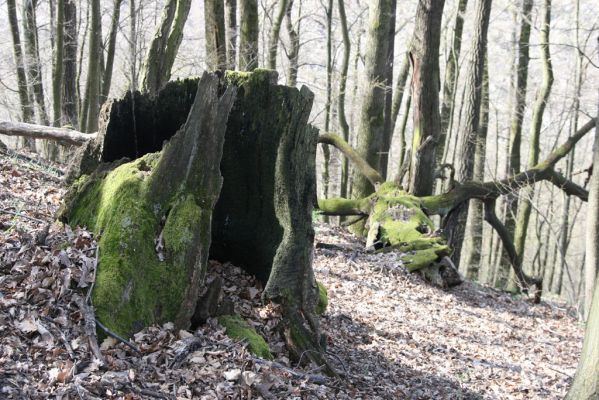 Zvolen, 4.4.2016
Javorie - Pustý hrad, suťový les.



Schlüsselwörter: Zvolen Javorie Pustý hrad suťový les