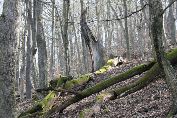 Zvolen, 4.4.2016
Javorie - Pustý hrad, suťový les.



Schlüsselwörter: Zvolen Javorie Pustý hrad suťový les