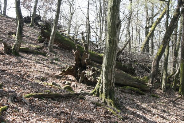 Zvolen, 4.4.2016
Javorie - Pustý hrad, suťový les.



Mots-clés: Zvolen Javorie Pustý hrad suťový les