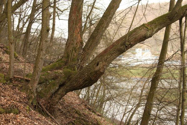 Zvolen, 4.4.2016
Javorie - suťový les pod Pustým hradem.


Keywords: Zvolen Javorie Pustý hrad Calambus bipustulatus