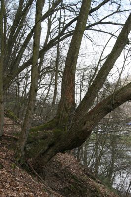 Zvolen, 4.4.2016
Javorie - suťový les pod Pustým hradem.



Mots-clés: Zvolen Javorie Pustý hrad Calambus bipustulatus