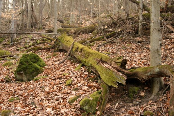 Zvolen, 4.4.2016
Javorie - Pustý hrad, suťový les.



Schlüsselwörter: Zvolen Javorie Pustý hrad suťový les