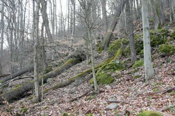 Zvolen, 4.4.2016
Javorie - Pustý hrad, suťový les.


Schlüsselwörter: Zvolen Javorie Pustý hrad suťový les