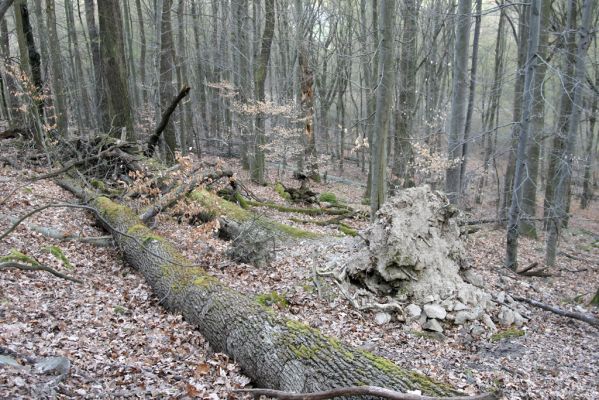 Zvolen, 4.4.2016
Javorie - Pustý hrad, suťový les.



Schlüsselwörter: Zvolen Javorie Pustý hrad suťový les