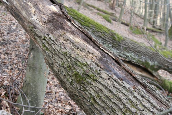 Zvolen, 4.4.2016
Javorie - Pustý hrad, suťový les. Biotop kovaříka Stenagostus rhombeus.


Mots-clés: Zvolen Javorie Pustý hrad suťový les Stenagostus rhombeus