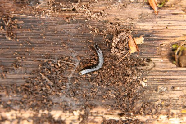 Zvolen, 4.4.2016
Javorie - Pustý hrad, suťový les. Larva kovaříka Stenagostus rhombeus.

Klíčová slova: Zvolen Javorie Pustý hrad suťový les Stenagostus rhombeus