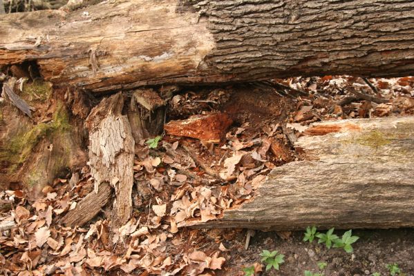 Zvolen, 4.4.2016
Javorie - Pustý hrad, suťový les. Biotop kovaříků Ampedus nigerrimus, A. quadrisignatus a A. praeustus.


Schlüsselwörter: Zvolen Javorie Pustý hrad suťový les Ampedus nigerrimus praeustus quadrisignatus