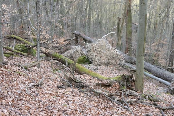 Zvolen, 4.4.2016
Javorie - Pustý hrad, suťový les.



Keywords: Zvolen Javorie Pustý hrad suťový les