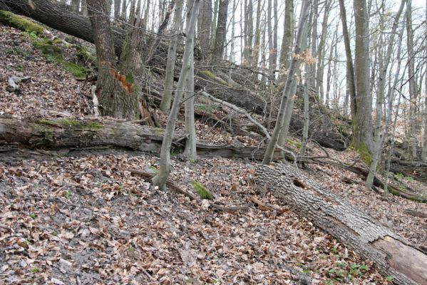 Zvolen, 4.4.2016
Javorie - Pustý hrad, suťový les.


Klíčová slova: Zvolen Javorie Pustý hrad suťový les