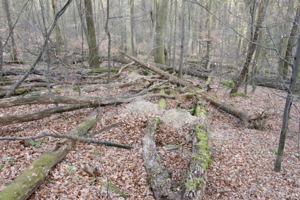 Zvolen, 4.4.2016
Javorie - Pustý hrad, suťový les.



Klíčová slova: Zvolen Javorie Pustý hrad suťový les