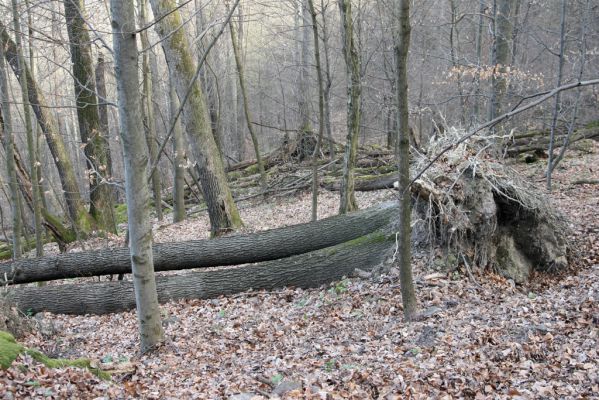 Zvolen, 4.4.2016
Javorie - Pustý hrad, suťový les.



Mots-clés: Zvolen Javorie Pustý hrad suťový les