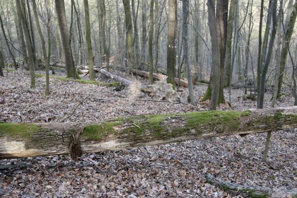 Zvolen, 4.4.2016
Javorie - Pustý hrad, suťový les.


Schlüsselwörter: Zvolen Javorie Pustý hrad suťový les