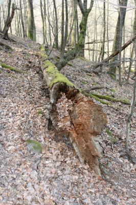 Zvolen, 4.4.2016
Javorie - Pustý hrad, suťový les.



Keywords: Zvolen Javorie Pustý hrad suťový les Ampedus nigerrimus praeustus