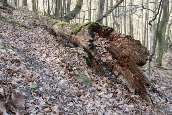 Zvolen, 4.4.2016
Javorie - Pustý hrad, suťový les.



Schlüsselwörter: Zvolen Javorie Pustý hrad suťový les Ampedus nigerrimus praeustus