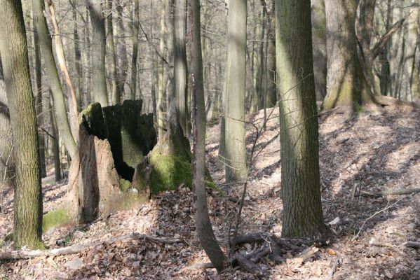 Zvolen, 4.4.2016
Javorie - Pustý hrad, suťový les.



Klíčová slova: Zvolen Javorie Pustý hrad suťový les