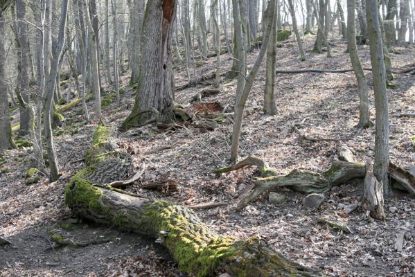 Zvolen, 4.4.2016
Javorie - Pustý hrad, suťový les.



Mots-clés: Zvolen Javorie Pustý hrad suťový les