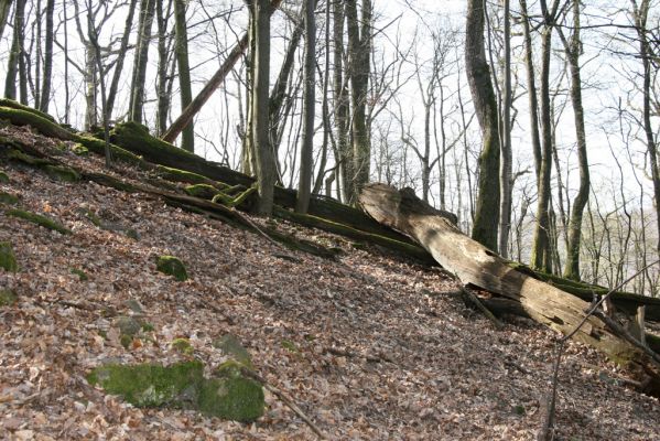 Zvolen, 4.4.2016
Javorie - Pustý hrad, suťový les.



Schlüsselwörter: Zvolen Javorie Pustý hrad suťový les