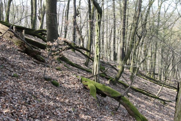 Zvolen, 4.4.2016
Javorie - Pustý hrad, suťový les.



Schlüsselwörter: Zvolen Javorie Pustý hrad suťový les