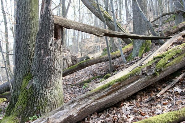 Zvolen, 4.4.2016
Javorie - Pustý hrad, suťový les.
Schlüsselwörter: Zvolen Javorie Pustý hrad suťový les Ampedus hjorti