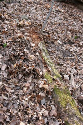 Zvolen, 4.4.2016
Javorie - Pustý hrad, suťový les.



Schlüsselwörter: Zvolen Javorie Pustý hrad suťový les Ampedus nigerrimus