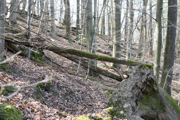 Zvolen, 4.4.2016
Javorie - Pustý hrad, suťový les.



Klíčová slova: Zvolen Javorie Pustý hrad suťový les