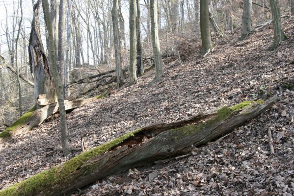 Zvolen, 4.4.2016
Javorie - Pustý hrad, suťový les.



Klíčová slova: Zvolen Javorie Pustý hrad suťový les Ampedus quadrisignatus