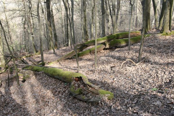 Zvolen, 4.4.2016
Javorie - Pustý hrad, suťový les.



Schlüsselwörter: Zvolen Javorie Pustý hrad suťový les Ampedus quadrisignatus