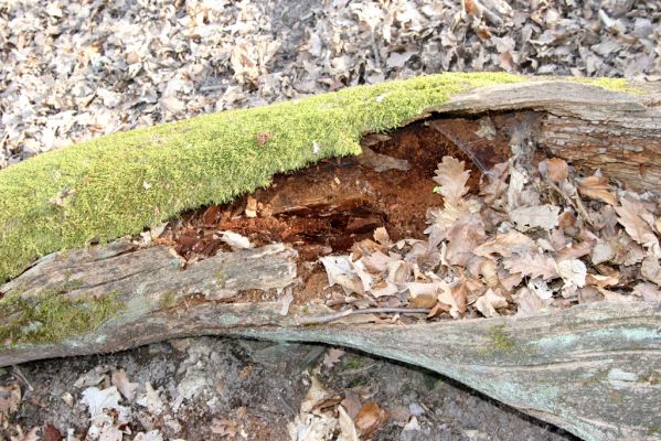 Zvolen, 4.4.2016
Javorie - Pustý hrad, suťový les. Biotop kovaříka Ampedus quadrisignatus.



Klíčová slova: Zvolen Javorie Pustý hrad suťový les Ampedus quadrisignatus