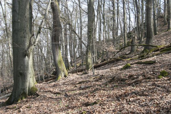 Zvolen, 4.4.2016
Javorie - Pustý hrad, suťový les.



Mots-clés: Zvolen Javorie Pustý hrad suťový les