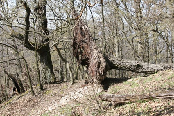 Zvolen, 4.4.2016
Javorie - Pustý hrad, suťový les.



Klíčová slova: Zvolen Javorie Pustý hrad