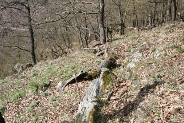 Zvolen, 4.4.2016
Javorie - Pustý hrad, horní okraj xerothermní formace.



Klíčová slova: Zvolen Javorie Pustý hrad