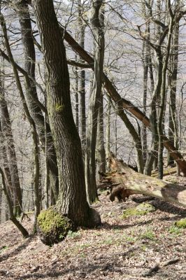 Zvolen, 4.4.2016
Javorie - Pustý hrad, suťový les.



Klíčová slova: Zvolen Javorie Pustý hrad