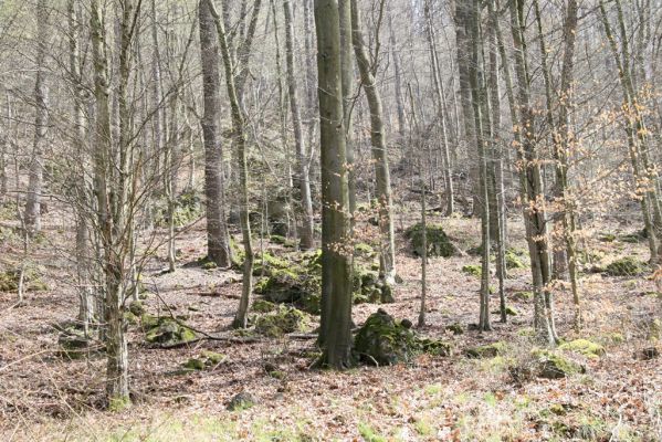 Zvolen, 4.4.2016
Javorie - suťový les pod Pustým hradem.


Mots-clés: Zvolen Javorie Pustý hrad suťový les