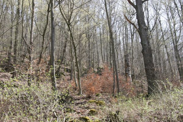 Zvolen, 4.4.2016
Javorie - suťový les pod Pustým hradem.



Keywords: Zvolen Javorie Pustý hrad