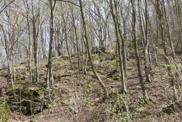 Zvolen, 4.4.2016
Javorie - suťový les pod Pustým hradem.



Schlüsselwörter: Zvolen Javorie Pustý hrad