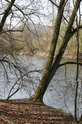 Zvolen, 4.4.2016
Javorie – Červený medokýš. Lípa na břehu Hronu.



Klíčová slova: Zvolen Javorie Červený medokýš Stenagostus rhombeus