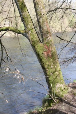 Zvolen, 4.4.2016
Javorie – Červený medokýš. Lípa na břehu Hronu osídlena kovaříkem Stenagostus rhombeus.


Klíčová slova: Zvolen Javorie Červený medokýš Stenagostus rhombeus