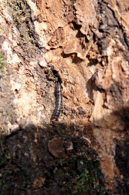 Zvolen, 4.4.2016
Javorie – Červený medokýš, lípa na břehu Hronu. Larva kovaříka Stenagostus rhombeus.



Klíčová slova: Zvolen Javorie Červený medokýš Stenagostus rhombeus