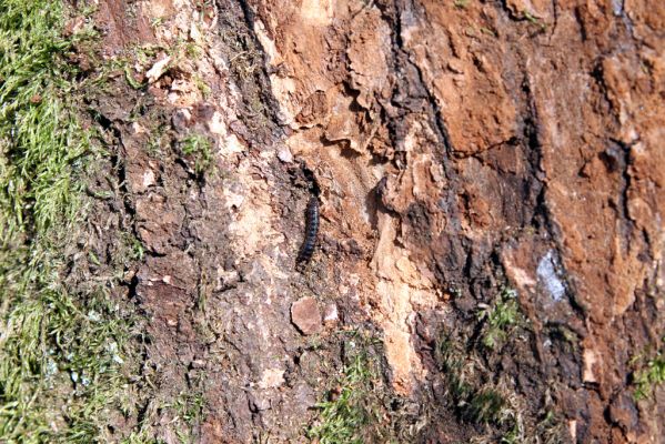 Zvolen, 4.4.2016
Javorie – Červený medokýš, lípa na břehu Hronu. Larva kovaříka Stenagostus rhombeus.



Mots-clés: Zvolen Javorie Červený medokýš Stenagostus rhombeus